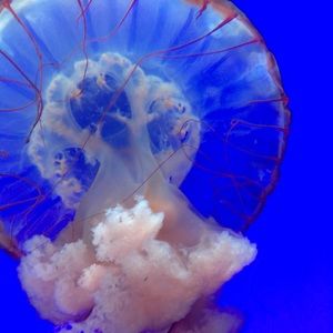 Meet your Posher, Steve